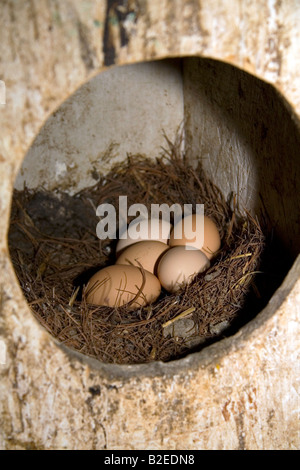 Le uova di gallina in un nido su una fattoria in Lenawee County Michigan Foto Stock