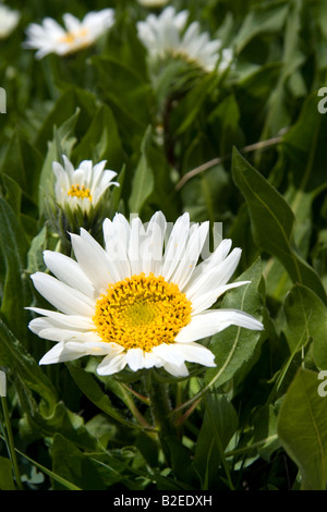 White radiati muli Orecchio di fiori selvaggi crescono in valle a dente di sega vicino a Stanley Idaho Foto Stock