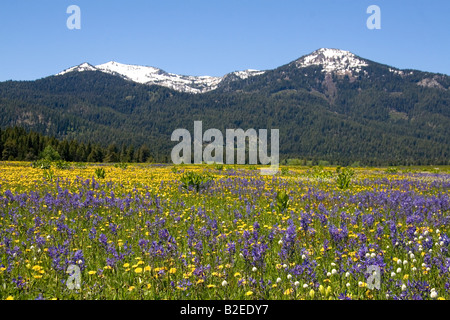 Prato di Camas Lily fiori selvatici al di sotto di cumulo di neve di montagna nella valle rotonda Idaho Foto Stock