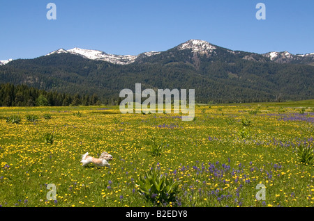 Un cane di piccola taglia in esecuzione attraverso un prato di fiori selvatici al di sotto di cumulo di neve montagna nella valle rotonda Idaho Foto Stock