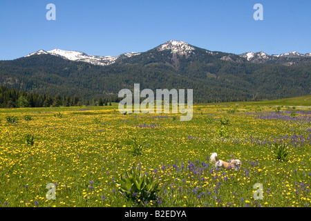 Un cane di piccola taglia in esecuzione attraverso un prato di fiori selvatici al di sotto di cumulo di neve montagna nella valle rotonda Idaho Foto Stock