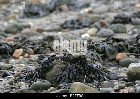 Acqua Pipit Anthus spinoletta su East Lothian litorale in inverno Foto Stock