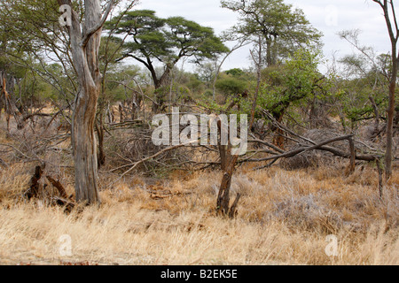 Elephant danni ad alberi di acacia Foto Stock