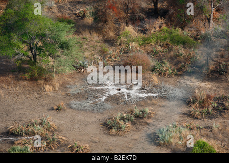 Vista aerea della cenere a sinistra dietro dopo un grande albero di Bushveld bruciato e cadde a terra Foto Stock