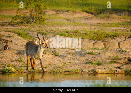 Giovani waterbuck ram bere da una diga in una luce calda Foto Stock