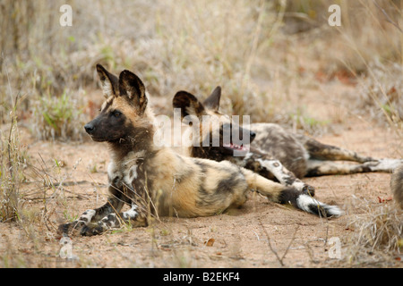Cane selvatico cuccioli in appoggio Foto Stock