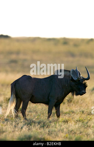 Black Bull gnu che mostra la bianca lunga coda tufted e peculiare corna Foto Stock