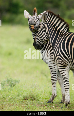 Ritratto di due Burchells zebra necking Foto Stock