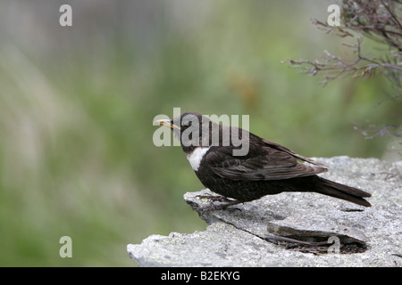 Anello maschio Ouzel Turdus torquatus in allevamento habitat montane Foto Stock