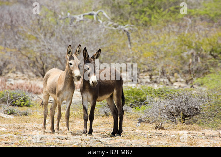 Asini selvatici sull isola di Bonaire, Antille olandesi, dei Caraibi. Foto Stock