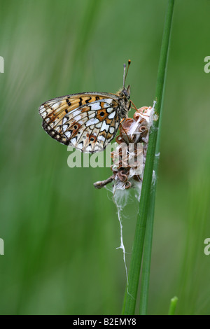 Piccola perla confina Fritillary Clossiana selene a riposo in carici da Perthshire stagno Foto Stock