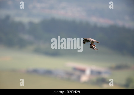 Falco pellegrino Falco peregrinus portante preda di piccione Foto Stock