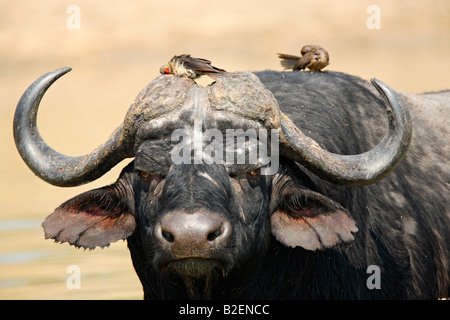 Ritratto di buffalo bull con il rosso-fatturati oxpecker essiccando e preening dopo un bagno di acqua mentre arroccato su buffalo la testa Foto Stock