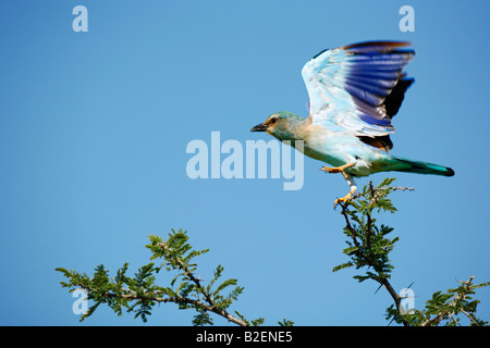 Rullo europei decolla da un ramo Foto Stock