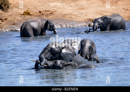 Un branco di elefanti africani cavorting e nuotare in un fiume Foto Stock