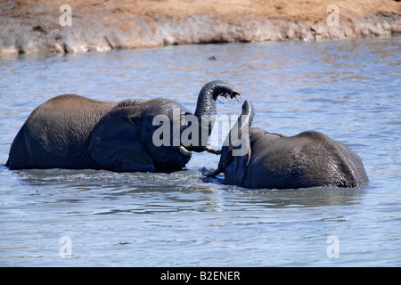 Due elefanti africani cavorting in un waterhole Foto Stock