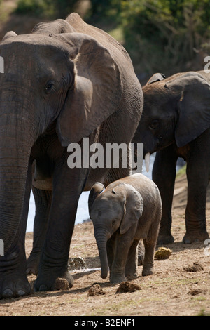 Un giovane vitello di elefante camminando accanto a sua madre tuskless Foto Stock