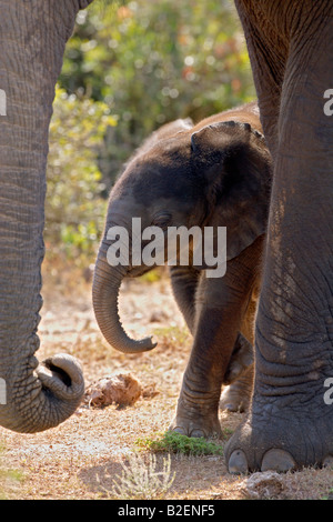 Un Baby Elephant di graffiare la sua zampa anteriore incorniciato dalle madri del tronco e zampa anteriore. Foto Stock