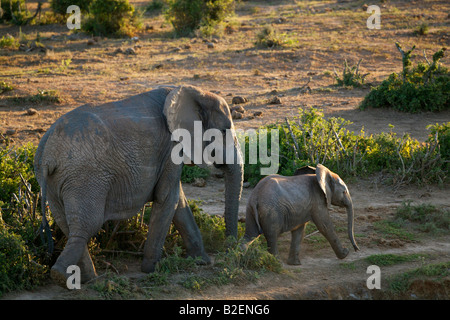 Vista panoramica di un elefante tuskless mucca e vitello a piedi nella vegetazione spekbos nel Capo orientale Foto Stock