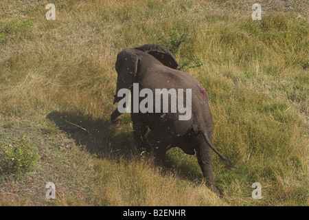 Elefante mucca sfrecciato contraccezione durante l'esercizio (indicata con il colorante rosso sulla groppa) Foto Stock