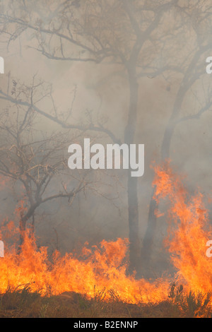 Bush fuoco durante la stagione secca nel bushveld Foto Stock