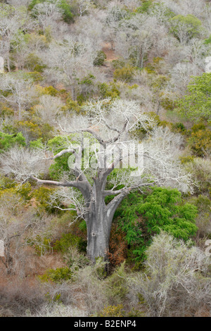 Vista aerea di un baobab (Adansonia digitata) tra albero sfrondato Acacia nigrescens alberi Foto Stock