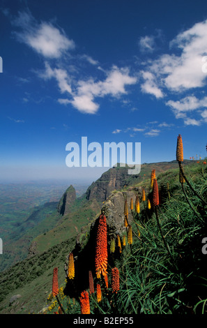 Red Hot poker fiori in Simien Mountains Foto Stock