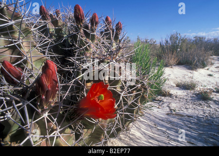 Flower pickly pear cactus fiore Echinocereus triglochidiatus cactus claret cup cactus piante Nuovo Messico USA America Americhe des Foto Stock