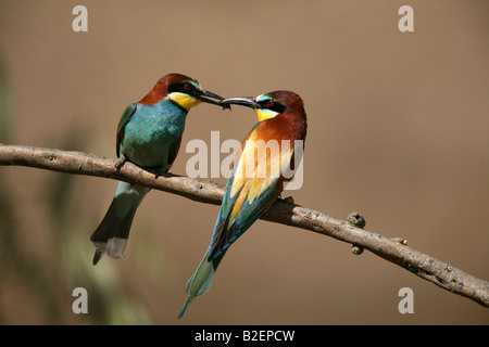 Unione Bee eater Merops apiaster rendendo un cibo passano dal fiume in Spagna Foto Stock