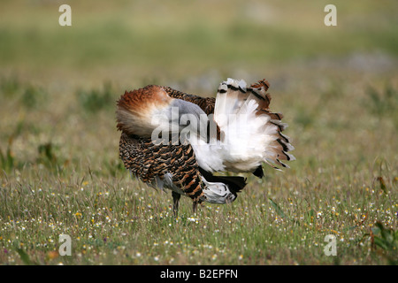 Grande Bustard Otis tarda preening maschio in Extremadura Foto Stock