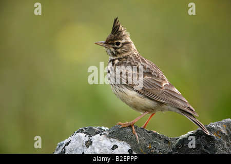 Thekla Lark Galerida theklae in Extremadura Spagna Foto Stock