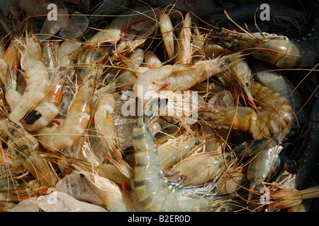 Gamberetti freschi sul ghiaccio come venduto dalla gente del posto lungo la costa del Mozambico Foto Stock