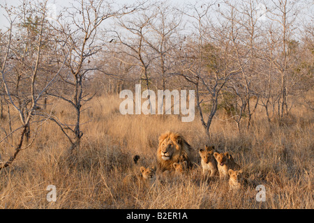 Un maschio di leone circondato dai suoi cuccioli a secco di bushveld Foto Stock