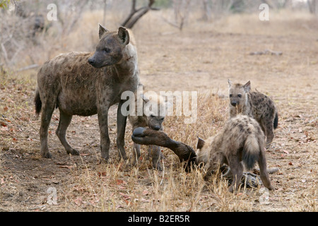 Spotted hyaena alimentazione su un fagocitato buffalo gamba Foto Stock
