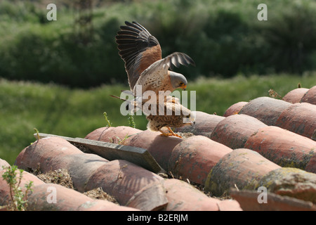 Grillaio Falco naumanni coniugata sul tetto in Extremadura Spagna Foto Stock