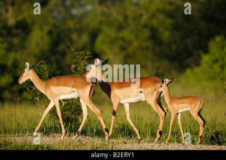 Tre impala camminando lungo in illuminazione calda Foto Stock