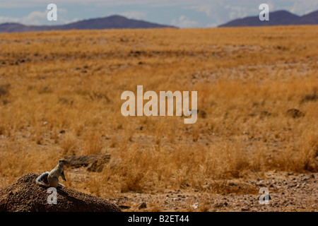 Terra di montagna lo scoiattolo seduto su una roccia con un arido paesaggio asciutto erba gialla in background Foto Stock
