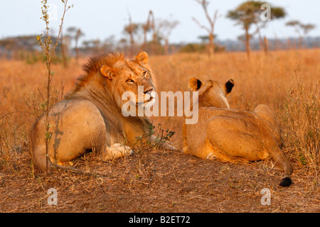 Un maschio di leone guarda pigramente indietro sopra la sua spalla in mattina presto luce mentre giacenti su un tumulo con una leonessa Foto Stock