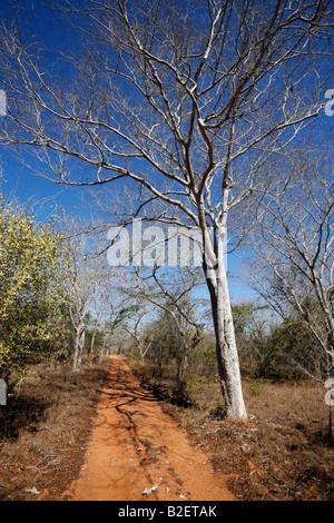 Una strada sterrata che passa attraverso il bosco di miombo nel Zinave National Park Foto Stock