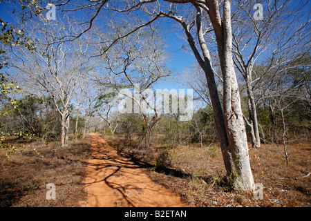 Una strada sterrata che passa attraverso il bosco di miombo nel Zinave National Park Foto Stock