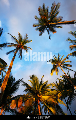 Basso angolo vista di palme di cocco sulla costa del Mozambico Foto Stock
