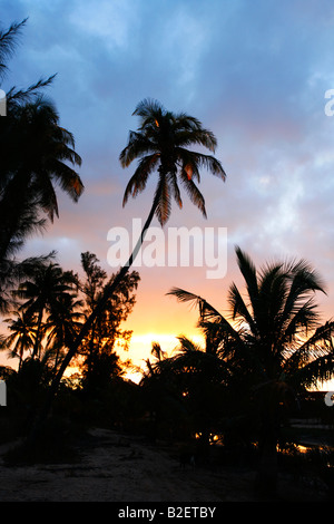 Moody silhouette di palme di cocco sulla costa del Mozambico Foto Stock