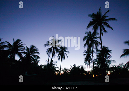 Silhouetted coconut palm trees at dusk with a distant half moon Foto Stock