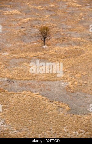 Vista aerea di una solitaria Acacia circondato da chiazze di erba veld Foto Stock