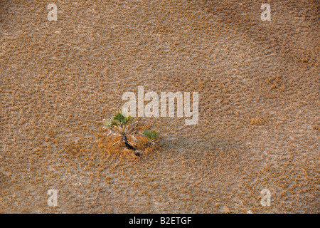 Vista aerea di una solitaria Ilala Palm tree circondato da tufted veld erba Foto Stock