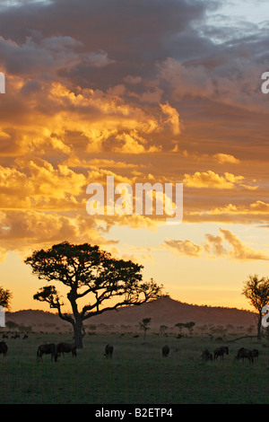 Moody vista di stagliano tree e GNU alimentazione sulle pianure del Serengeti Foto Stock