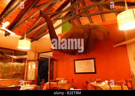 La testina montata di Hapoor nel ristorante nel campo principale dell'Addo Elephant Park. Foto Stock