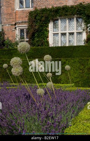 La knot garden con lavanda grande favorisce la residenza del XVI secolo hotel Egham Surrey in Inghilterra REGNO UNITO Foto Stock