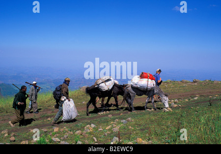 I turisti con guide e fortemente caricato pack asini su un sentiero guidato Foto Stock