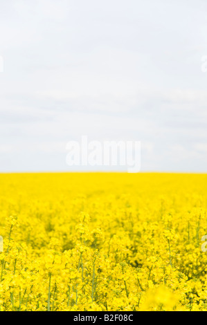 Fiori di colza nel campo Foto Stock